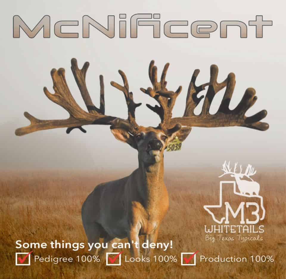 This M3 Whitetails buck is growing out nicely at our Texas whitetail deer farm. M3 Whitetails are Texas deer breeders that specialize in raising and selling whitetail Breeder Bucks, whitetail DMP Bucks, whitetail Stocker Bucks, as well as open and bred whitetail does. Big Texas Typicals are what buyers want when buying Texas DMP Bucks, Stocker Bucks, and Breeder Bucks. Our whitetail deer for sale are sure to impress prospective buyers and are priced competitively.