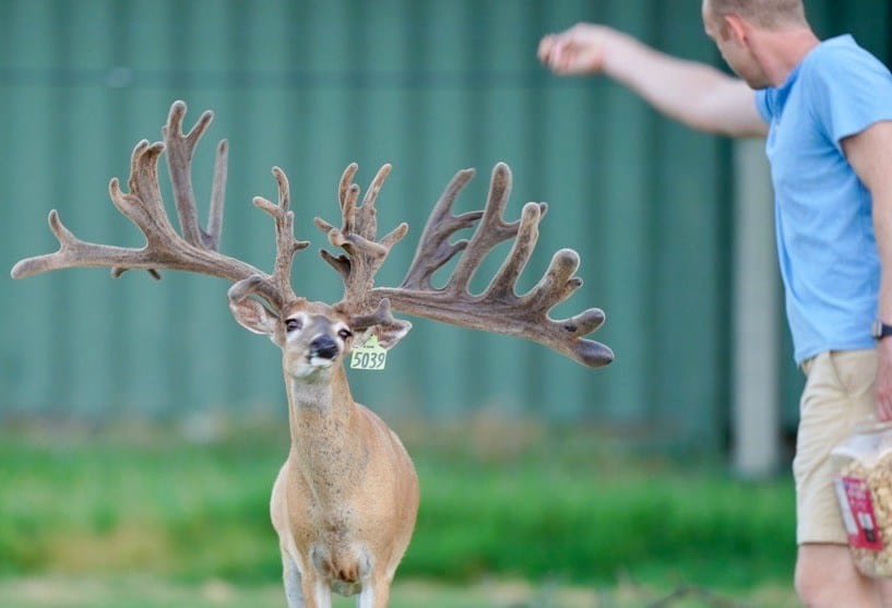This M3 Whitetails buck is growing out nicely at our Texas whitetail deer farm. M3 Whitetails are Texas deer breeders that specialize in raising and selling whitetail Breeder Bucks, whitetail DMP Bucks, whitetail Stocker Bucks, as well as open and bred whitetail does. Big Texas Typicals are what buyers want when buying Texas DMP Bucks, Stocker Bucks, and Breeder Bucks. Our whitetail deer for sale are sure to impress prospective buyers and are priced competitively.
