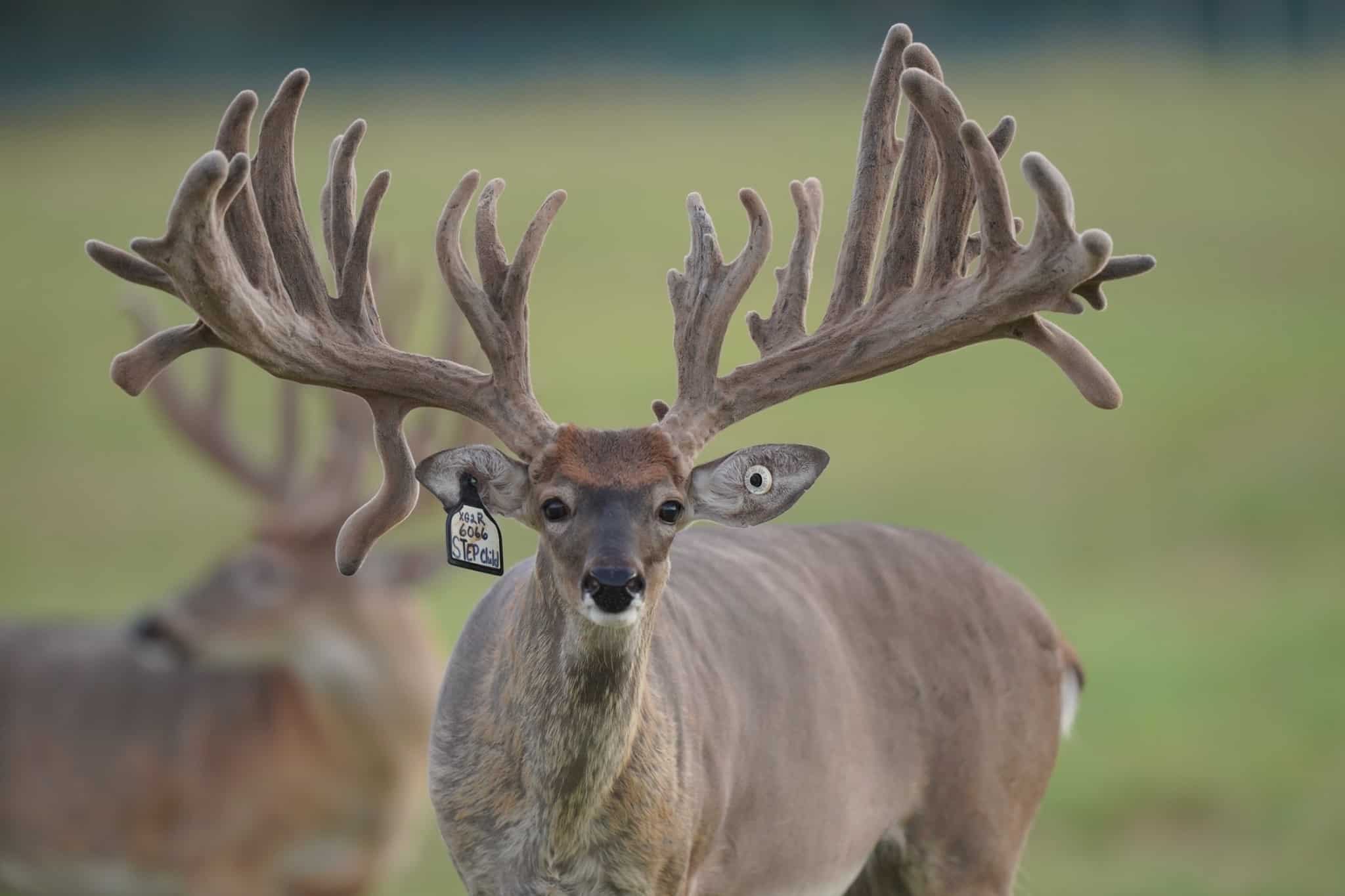 This M3 Whitetails buck has grown out nicely at our Texas whitetail deer farm. M3 Whitetails are Texas deer breeders that specialize in raising and selling whitetail Breeder Bucks, whitetail DMP Bucks, whitetail Stocker Bucks, as well as open and bred whitetail does. Big Texas Typicals are what buyers want when buying Texas DMP Bucks, Stocker Bucks, and Breeder Bucks. Our whitetail deer for sale are sure to impress prospective buyers and are priced competitively.