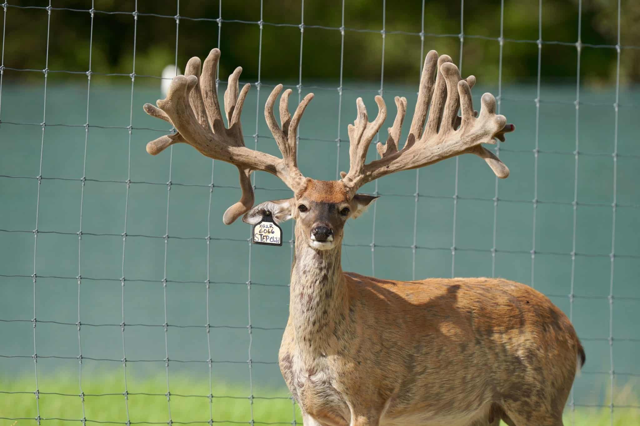 This M3 Whitetails buck is growing out nicely at our Texas whitetail deer farm. M3 Whitetails are Texas deer breeders that specialize in raising and selling whitetail Breeder Bucks, whitetail DMP Bucks, whitetail Stocker Bucks, as well as open and bred whitetail does. Big Texas Typicals are what buyers want when buying Texas DMP Bucks, Stocker Bucks, and Breeder Bucks. Our whitetail deer for sale are sure to impress prospective buyers and are priced competitively.