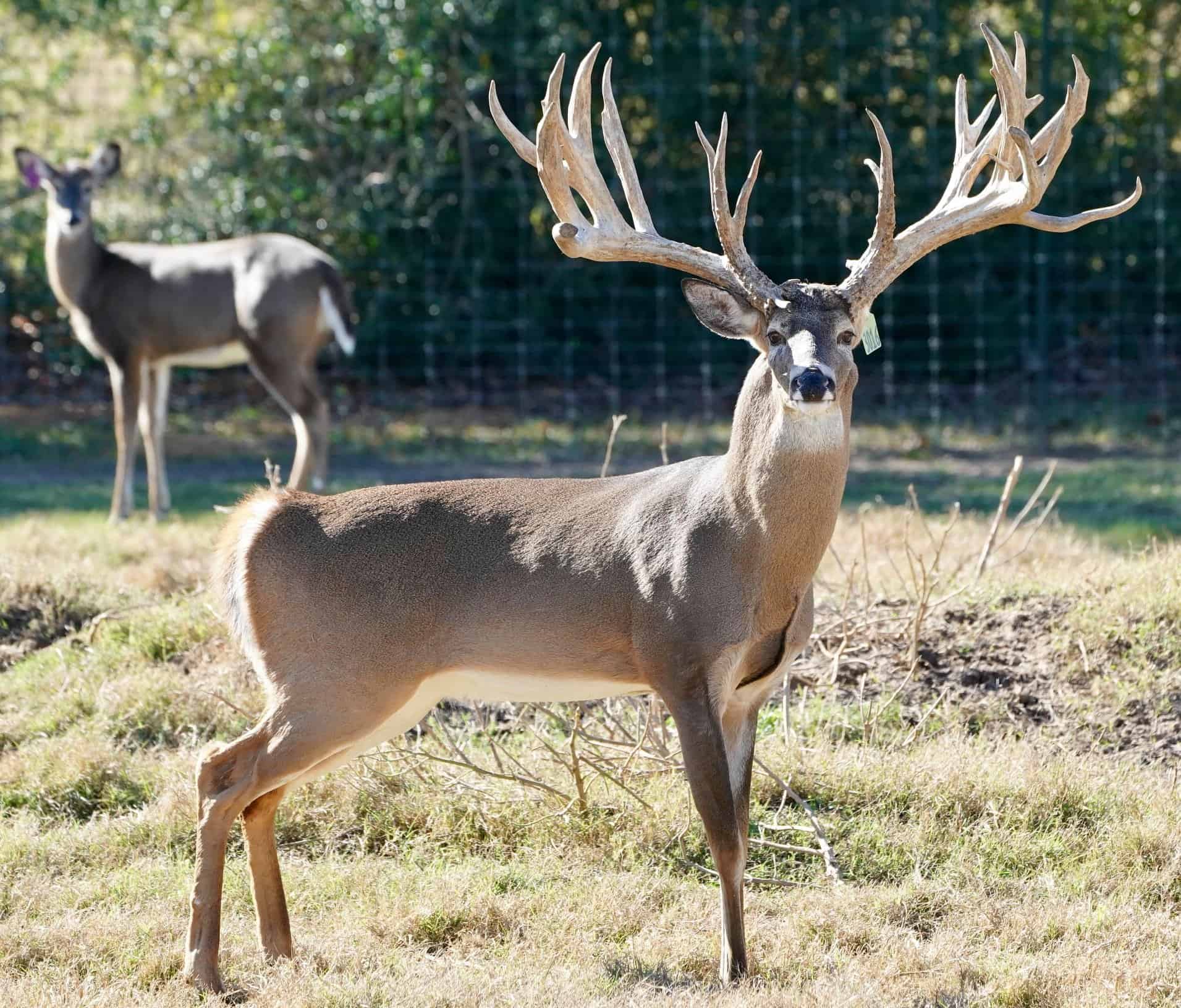 This M3 Whitetails buck is growing out nicely at our Texas whitetail deer farm. M3 Whitetails are Texas deer breeders that specialize in raising and selling whitetail Breeder Bucks, whitetail DMP Bucks, whitetail Stocker Bucks, as well as open and bred whitetail does. Big Texas Typicals are what buyers want when buying Texas DMP Bucks, Stocker Bucks, and Breeder Bucks. Our whitetail deer for sale are sure to impress prospective buyers and are priced competitively.