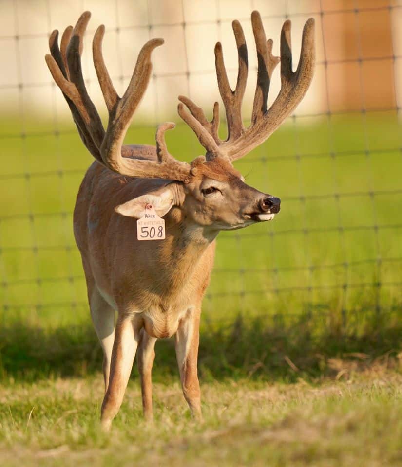 This M3 Whitetails buck is growing out nicely at our Texas whitetail deer farm. M3 Whitetails are Texas deer breeders that specialize in raising and selling whitetail Breeder Bucks, whitetail DMP Bucks, whitetail Stocker Bucks, as well as open and bred whitetail does. Big Texas Typicals are what buyers want when buying Texas DMP Bucks, Stocker Bucks, and Breeder Bucks. Our whitetail deer for sale are sure to impress prospective buyers and are priced competitively.