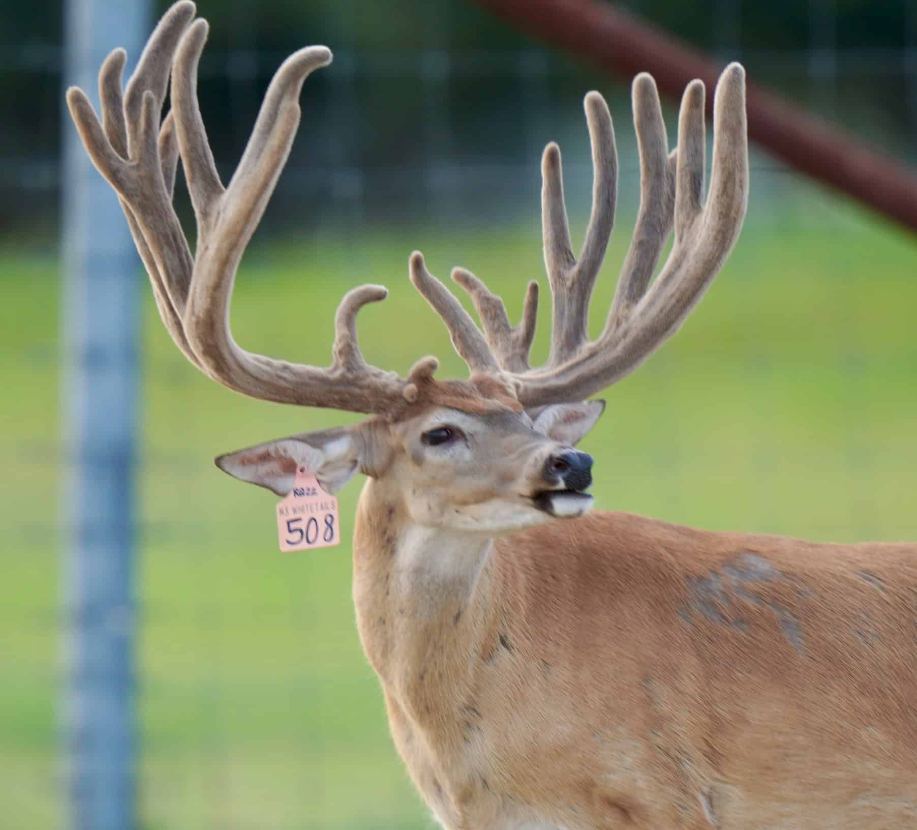 This M3 Whitetails buck is growing out nicely at our Texas whitetail deer farm. M3 Whitetails are Texas deer breeders that specialize in raising and selling whitetail Breeder Bucks, whitetail DMP Bucks, whitetail Stocker Bucks, as well as open and bred whitetail does. Big Texas Typicals are what buyers want when buying Texas DMP Bucks, Stocker Bucks, and Breeder Bucks. Our whitetail deer for sale are sure to impress prospective buyers and are priced competitively.