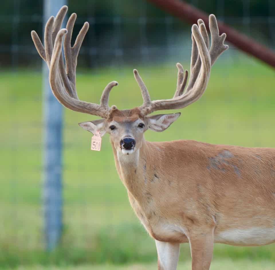 This M3 Whitetails buck is growing out nicely at our Texas whitetail deer farm. M3 Whitetails are Texas deer breeders that specialize in raising and selling whitetail Breeder Bucks, whitetail DMP Bucks, whitetail Stocker Bucks, as well as open and bred whitetail does. Big Texas Typicals are what buyers want when buying Texas DMP Bucks, Stocker Bucks, and Breeder Bucks. Our whitetail deer for sale are sure to impress prospective buyers and are priced competitively.