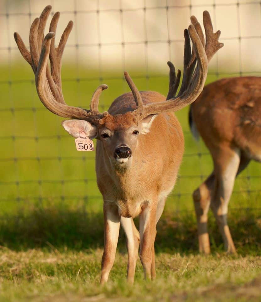 This M3 Whitetails buck is growing out nicely at our Texas whitetail deer farm. M3 Whitetails are Texas deer breeders that specialize in raising and selling whitetail Breeder Bucks, whitetail DMP Bucks, whitetail Stocker Bucks, as well as open and bred whitetail does. Big Texas Typicals are what buyers want when buying Texas DMP Bucks, Stocker Bucks, and Breeder Bucks. Our whitetail deer for sale are sure to impress prospective buyers and are priced competitively.