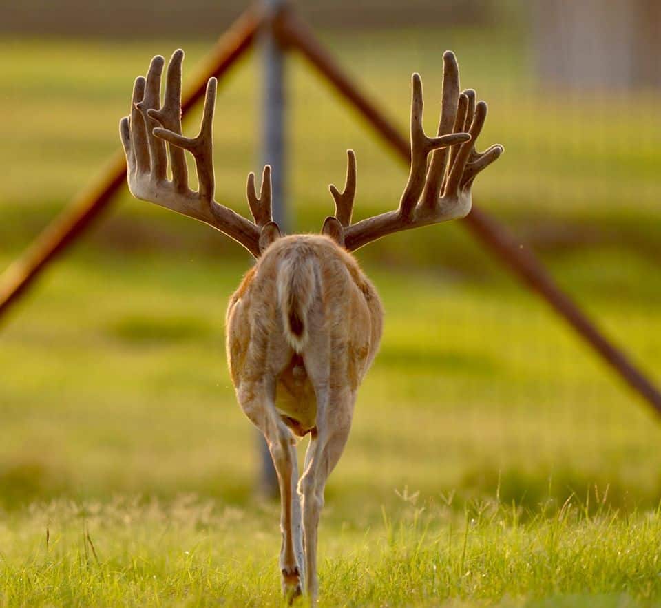 This M3 Whitetails buck is growing out nicely at our Texas whitetail deer farm. M3 Whitetails are Texas deer breeders that specialize in raising and selling whitetail Breeder Bucks, whitetail DMP Bucks, whitetail Stocker Bucks, as well as open and bred whitetail does. Big Texas Typicals are what buyers want when buying Texas DMP Bucks, Stocker Bucks, and Breeder Bucks. Our whitetail deer for sale are sure to impress prospective buyers and are priced competitively.