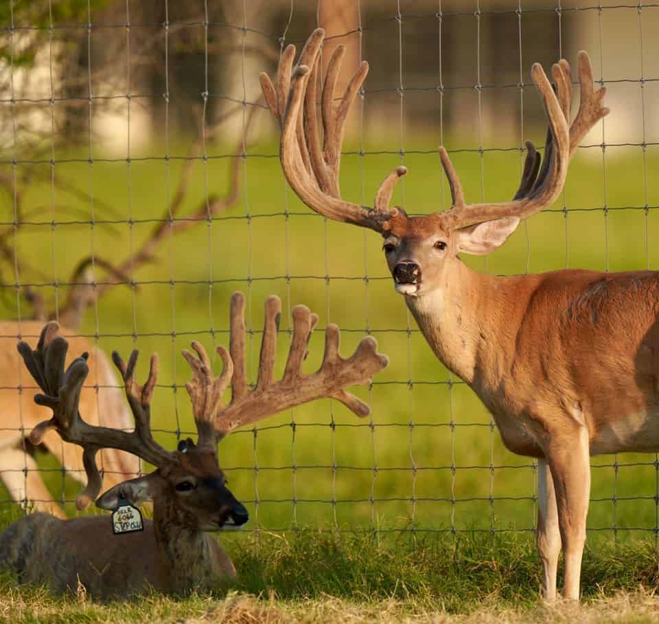 This M3 Whitetails buck is growing out nicely at our Texas whitetail deer farm. M3 Whitetails are Texas deer breeders that specialize in raising and selling whitetail Breeder Bucks, whitetail DMP Bucks, whitetail Stocker Bucks, as well as open and bred whitetail does. Big Texas Typicals are what buyers want when buying Texas DMP Bucks, Stocker Bucks, and Breeder Bucks. Our whitetail deer for sale are sure to impress prospective buyers and are priced competitively.