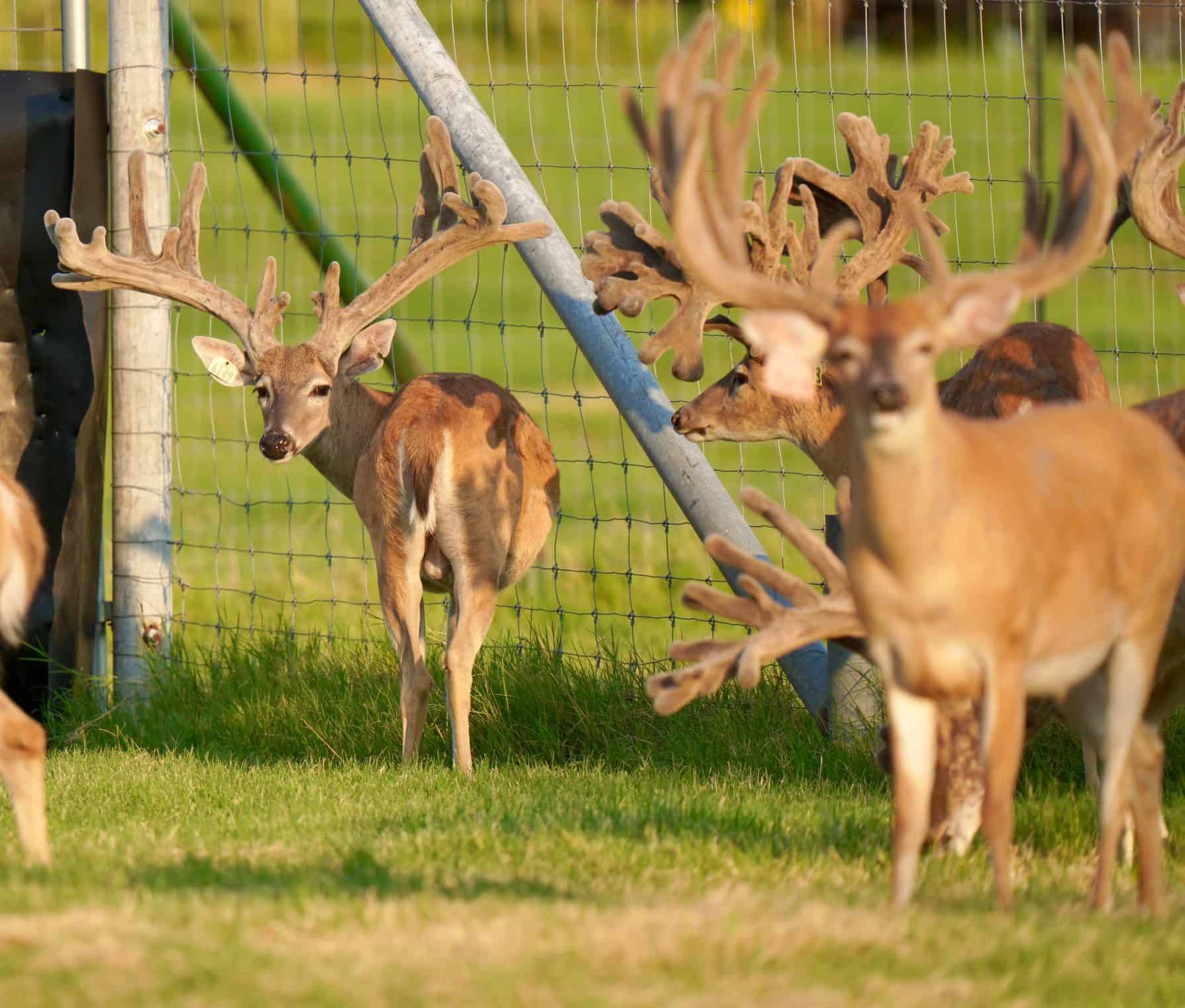 These M3 Whitetails bucks are growing out nicely at our Texas whitetail deer farm. M3 Whitetails are Texas deer breeders that specialize in raising and selling whitetail Breeder Bucks, whitetail DMP Bucks, whitetail Stocker Bucks, as well as open and bred whitetail does. Big Texas Typicals are what buyers want when buying Texas DMP Bucks, Stocker Bucks, and Breeder Bucks. Our whitetail deer for sale are sure to impress prospective buyers and are priced competitively.