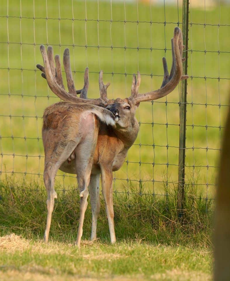 This M3 Whitetails buck is growing out nicely at our Texas whitetail deer farm. M3 Whitetails are Texas deer breeders that specialize in raising and selling whitetail Breeder Bucks, whitetail DMP Bucks, whitetail Stocker Bucks, as well as open and bred whitetail does. Big Texas Typicals are what buyers want when buying Texas DMP Bucks, Stocker Bucks, and Breeder Bucks. Our whitetail deer for sale are sure to impress prospective buyers and are priced competitively.