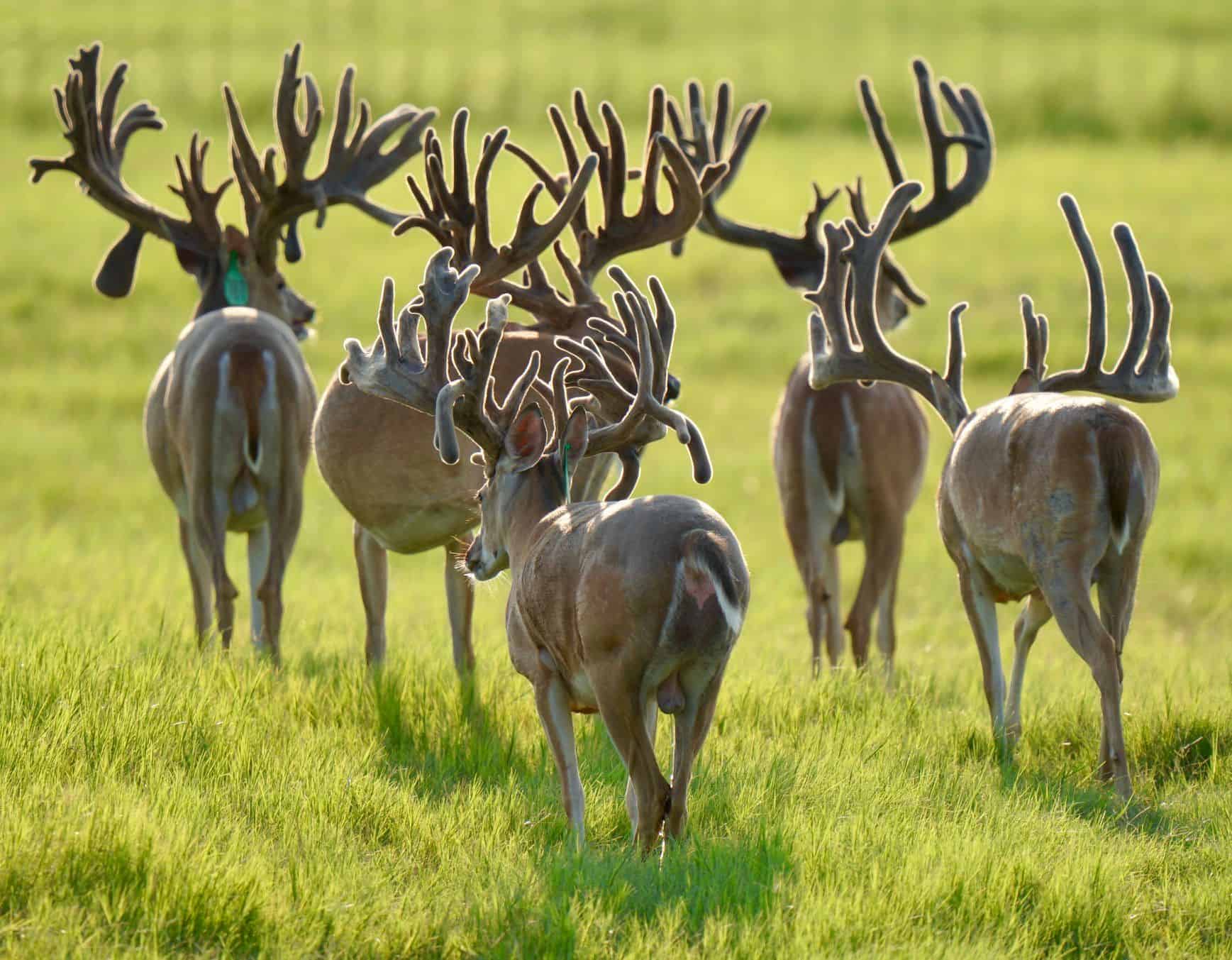 These M3 Whitetails bucks are growing out nicely at our Texas whitetail deer farm. M3 Whitetails are Texas deer breeders that specialize in raising and selling whitetail Breeder Bucks, whitetail DMP Bucks, whitetail Stocker Bucks, as well as open and bred whitetail does. Big Texas Typicals are what buyers want when buying Texas DMP Bucks, Stocker Bucks, and Breeder Bucks. Our whitetail deer for sale are sure to impress prospective buyers and are priced competitively.