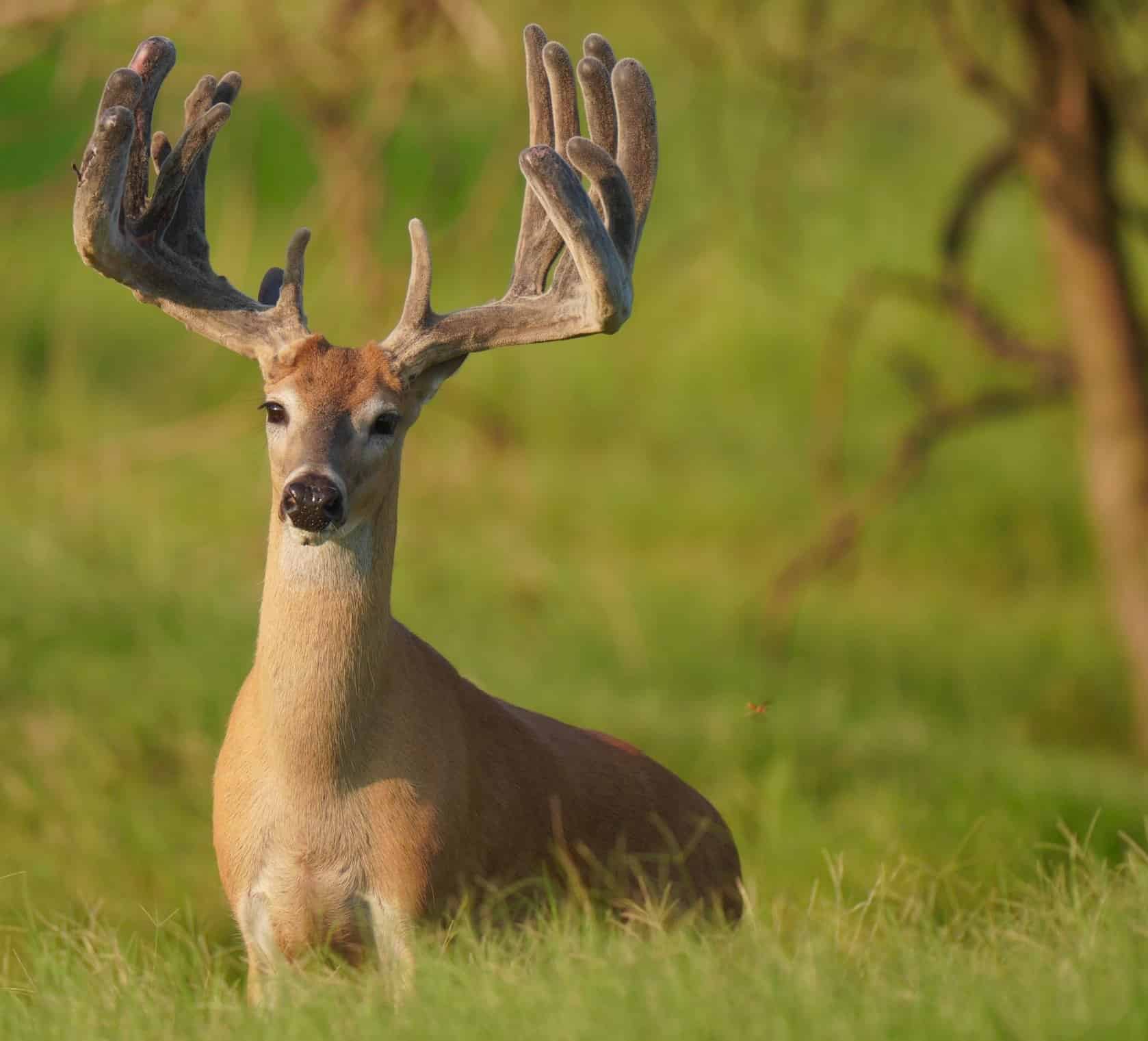 This M3 Whitetails buck is growing out nicely at our Texas whitetail deer farm. M3 Whitetails are Texas deer breeders that specialize in raising and selling whitetail Breeder Bucks, whitetail DMP Bucks, whitetail Stocker Bucks, as well as open and bred whitetail does. Big Texas Typicals are what buyers want when buying Texas DMP Bucks, Stocker Bucks, and Breeder Bucks. Our whitetail deer for sale are sure to impress prospective buyers and are priced competitively.