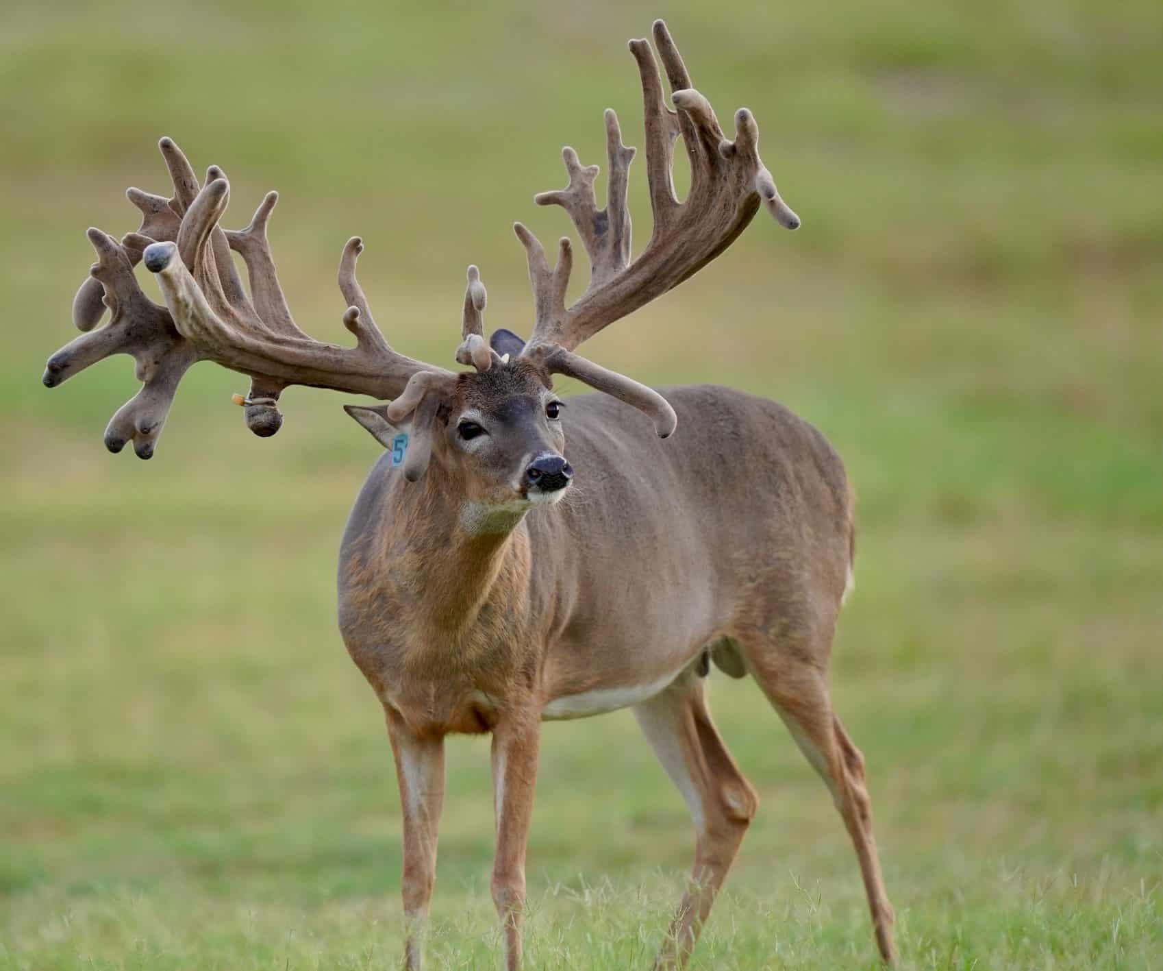 This M3 Whitetails buck has grown out nicely at our Texas whitetail deer farm. M3 Whitetails are Texas deer breeders that specialize in raising and selling whitetail Breeder Bucks, whitetail DMP Bucks, whitetail Stocker Bucks, as well as open and bred whitetail does. Big Texas Typicals are what buyers want when buying Texas DMP Bucks, Stocker Bucks, and Breeder Bucks. Our whitetail deer for sale are sure to impress prospective buyers and are priced competitively.