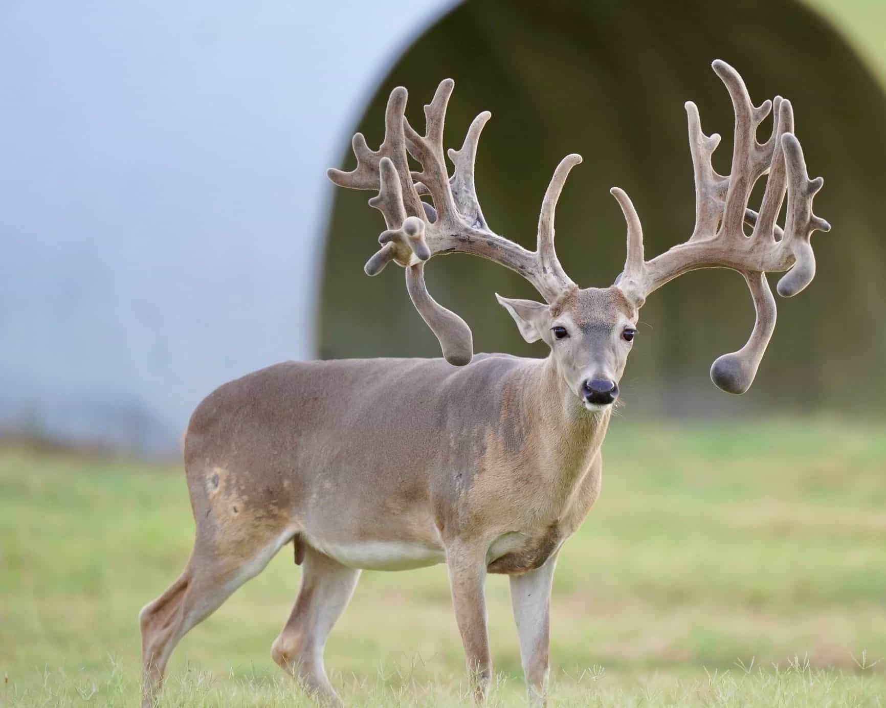 This M3 Whitetails buck has grown out nicely at our Texas whitetail deer farm. M3 Whitetails are Texas deer breeders that specialize in raising and selling whitetail Breeder Bucks, whitetail DMP Bucks, whitetail Stocker Bucks, as well as open and bred whitetail does. Big Texas Typicals are what buyers want when buying Texas DMP Bucks, Stocker Bucks, and Breeder Bucks. Our whitetail deer for sale are sure to impress prospective buyers and are priced competitively.