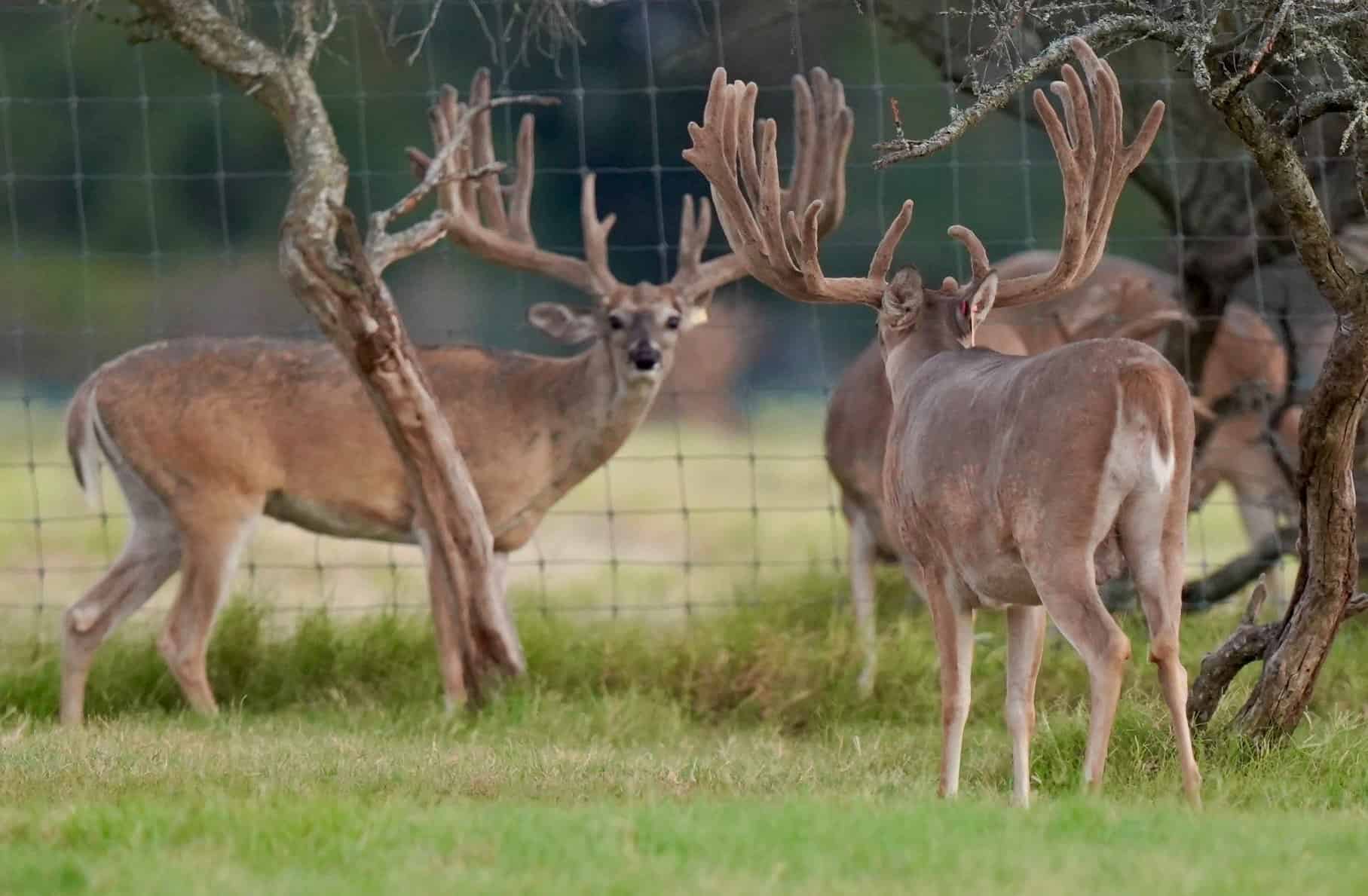 This M3 Whitetails buck has grown out nicely at our Texas whitetail deer farm. M3 Whitetails are Texas deer breeders that specialize in raising and selling whitetail Breeder Bucks, whitetail DMP Bucks, whitetail Stocker Bucks, as well as open and bred whitetail does. Big Texas Typicals are what buyers want when buying Texas DMP Bucks, Stocker Bucks, and Breeder Bucks. Our whitetail deer for sale are sure to impress prospective buyers and are priced competitively.