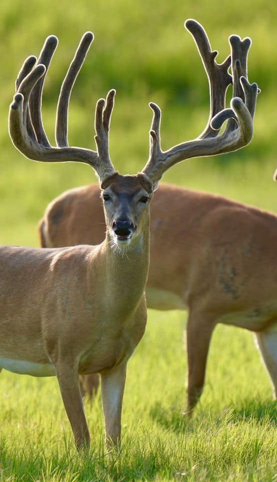 This M3 Whitetails buck is growing out nicely at our Texas whitetail deer farm. M3 Whitetails are Texas deer breeders that specialize in raising and selling whitetail Breeder Bucks, whitetail DMP Bucks, whitetail Stocker Bucks, as well as open and bred whitetail does. Big Texas Typicals are what buyers want when buying Texas DMP Bucks, Stocker Bucks, and Breeder Bucks. Our whitetail deer for sale are sure to impress prospective buyers and are priced competitively.
