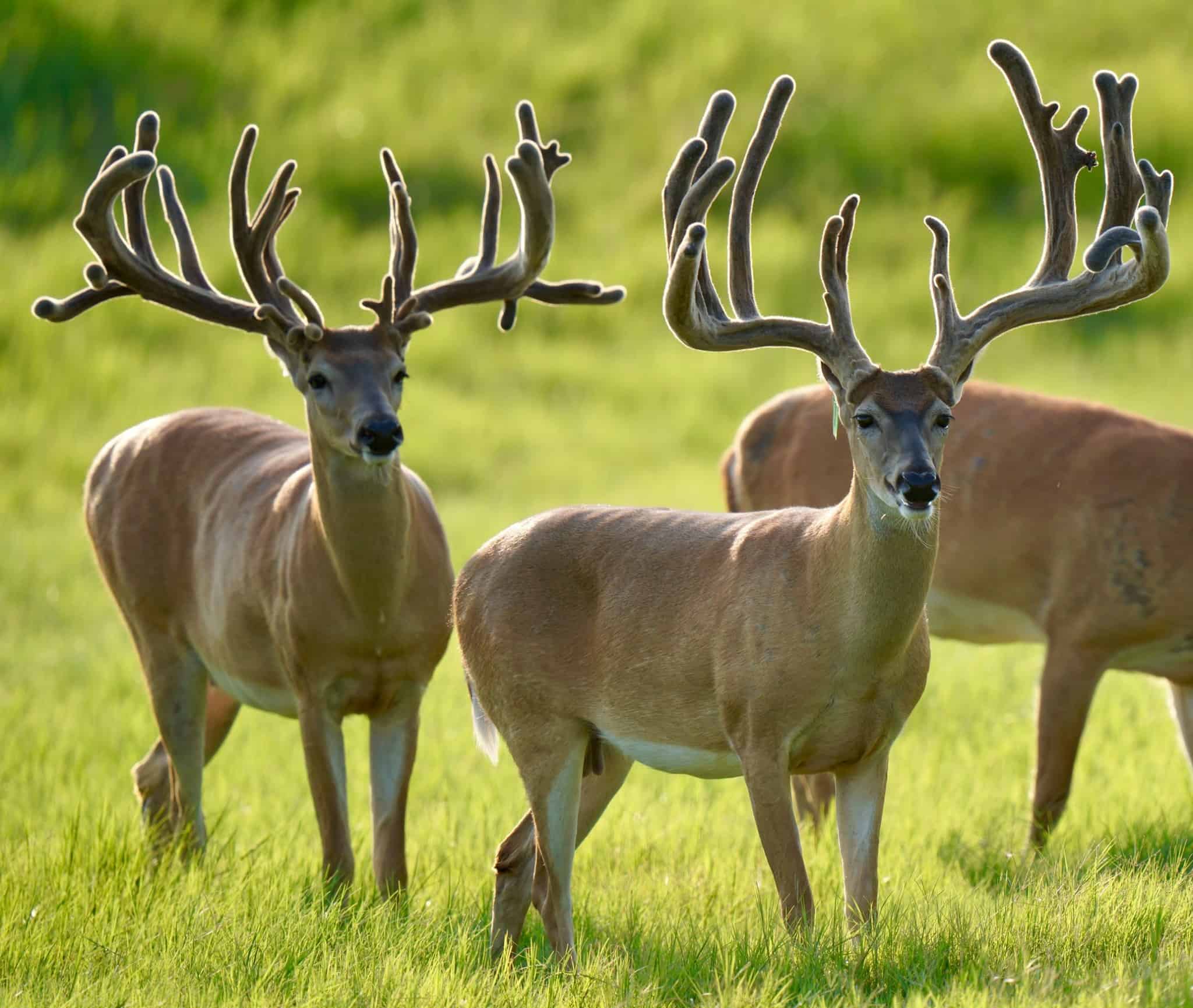These M3 Whitetails bucks are growing out nicely at our Texas whitetail deer farm. M3 Whitetails are Texas deer breeders that specialize in raising and selling whitetail Breeder Bucks, whitetail DMP Bucks, whitetail Stocker Bucks, as well as open and bred whitetail does. Big Texas Typicals are what buyers want when buying Texas DMP Bucks, Stocker Bucks, and Breeder Bucks. Our whitetail deer for sale are sure to impress prospective buyers and are priced competitively.