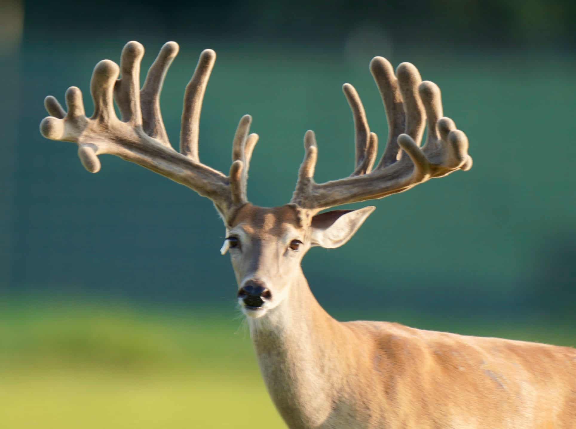 This M3 Whitetails buck is growing out nicely at our Texas whitetail deer farm. M3 Whitetails are Texas deer breeders that specialize in raising and selling whitetail Breeder Bucks, whitetail DMP Bucks, whitetail Stocker Bucks, as well as open and bred whitetail does. Big Texas Typicals are what buyers want when buying Texas DMP Bucks, Stocker Bucks, and Breeder Bucks. Our whitetail deer for sale are sure to impress prospective buyers and are priced competitively.