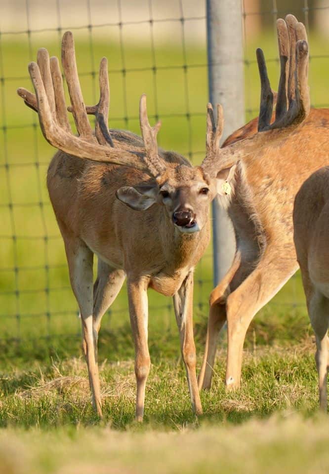 This M3 Whitetails buck is growing out nicely at our Texas whitetail deer farm. M3 Whitetails are Texas deer breeders that specialize in raising and selling whitetail Breeder Bucks, whitetail DMP Bucks, whitetail Stocker Bucks, as well as open and bred whitetail does. Big Texas Typicals are what buyers want when buying Texas DMP Bucks, Stocker Bucks, and Breeder Bucks. Our whitetail deer for sale are sure to impress prospective buyers and are priced competitively.