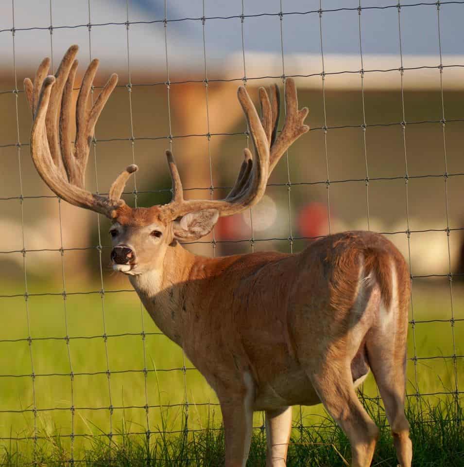 This M3 Whitetails buck is growing out nicely at our Texas whitetail deer farm. M3 Whitetails are Texas deer breeders that specialize in raising and selling whitetail Breeder Bucks, whitetail DMP Bucks, whitetail Stocker Bucks, as well as open and bred whitetail does. Big Texas Typicals are what buyers want when buying Texas DMP Bucks, Stocker Bucks, and Breeder Bucks. Our whitetail deer for sale are sure to impress prospective buyers and are priced competitively.