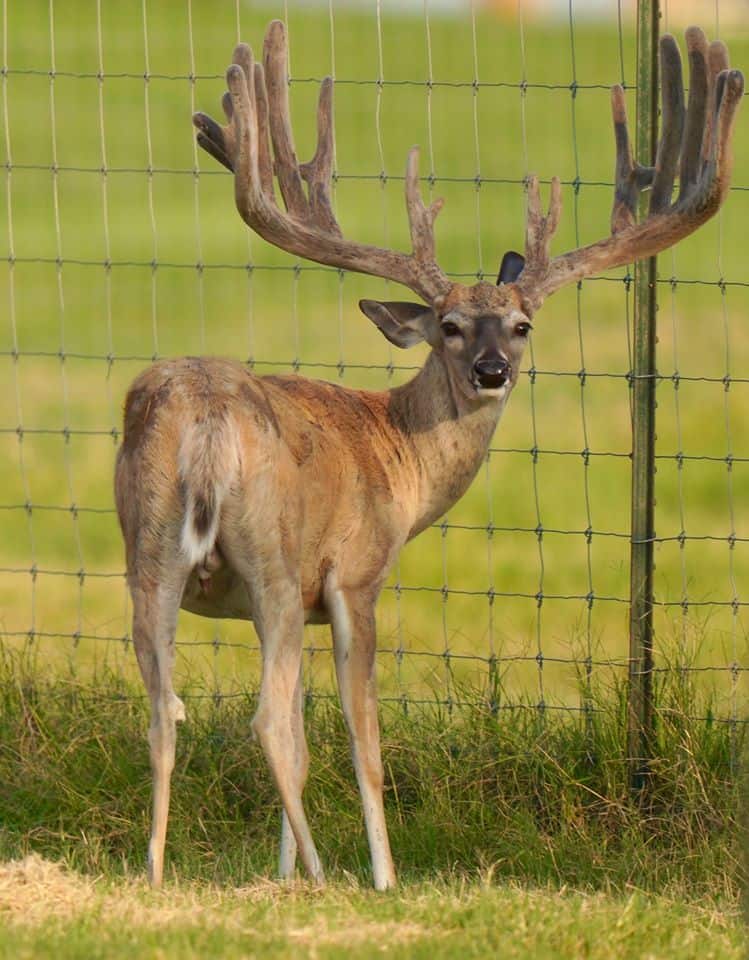 This M3 Whitetails buck is growing out nicely at our Texas whitetail deer farm. M3 Whitetails are Texas deer breeders that specialize in raising and selling whitetail Breeder Bucks, whitetail DMP Bucks, whitetail Stocker Bucks, as well as open and bred whitetail does. Big Texas Typicals are what buyers want when buying Texas DMP Bucks, Stocker Bucks, and Breeder Bucks. Our whitetail deer for sale are sure to impress prospective buyers and are priced competitively.