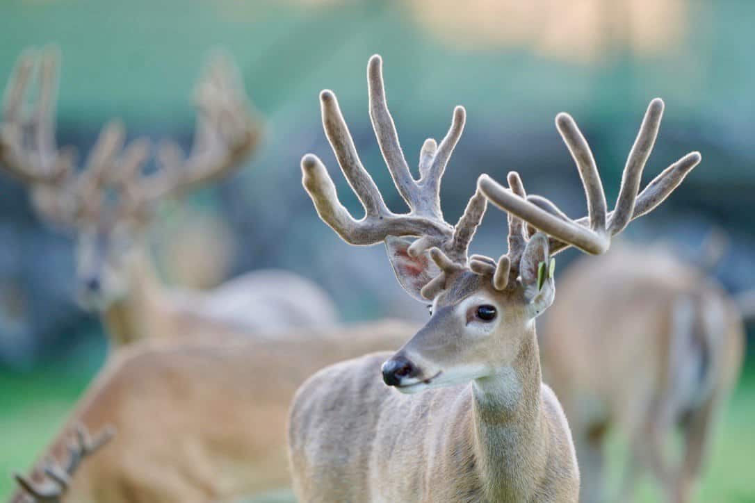 This M3 Whitetails buck is growing out nicely at our Texas whitetail deer farm. M3 Whitetails are Texas deer breeders that specialize in raising and selling whitetail Breeder Bucks, whitetail DMP Bucks, whitetail Stocker Bucks, as well as open and bred whitetail does. Big Texas Typicals are what buyers want when buying Texas DMP Bucks, Stocker Bucks, and Breeder Bucks. Our whitetail deer for sale are sure to impress prospective buyers and are priced competitively.