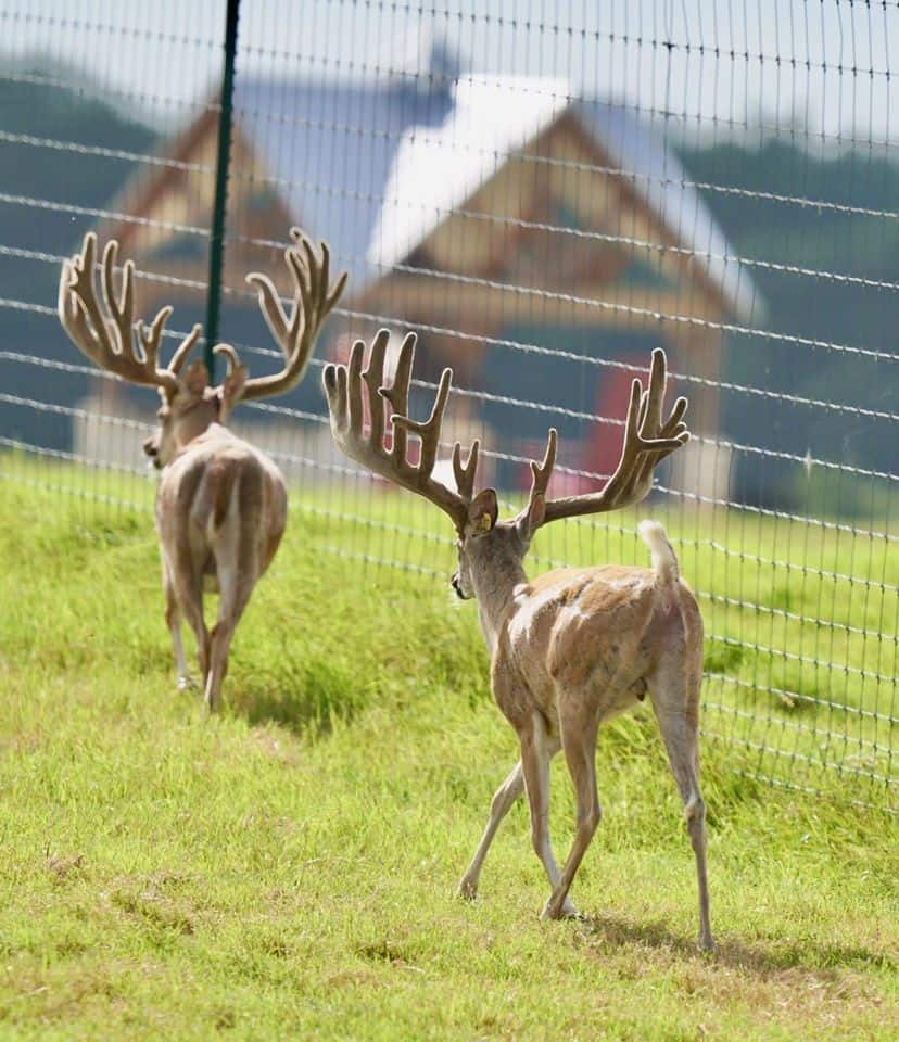 These M3 Whitetails bucks are growing out nicely at our Texas whitetail deer farm. M3 Whitetails are Texas deer breeders that specialize in raising and selling whitetail Breeder Bucks, whitetail DMP Bucks, whitetail Stocker Bucks, as well as open and bred whitetail does. Big Texas Typicals are what buyers want when buying Texas DMP Bucks, Stocker Bucks, and Breeder Bucks. Our whitetail deer for sale are sure to impress prospective buyers and are priced competitively.
