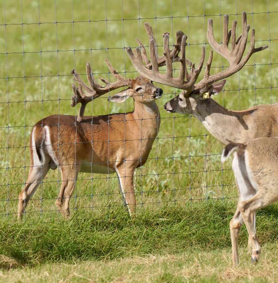 These M3 Whitetails bucks are growing out nicely at our Texas whitetail deer farm. M3 Whitetails are Texas deer breeders that specialize in raising and selling whitetail Breeder Bucks, whitetail DMP Bucks, whitetail Stocker Bucks, as well as open and bred whitetail does. Big Texas Typicals are what buyers want when buying Texas DMP Bucks, Stocker Bucks, and Breeder Bucks. Our whitetail deer for sale are sure to impress prospective buyers and are priced competitively.