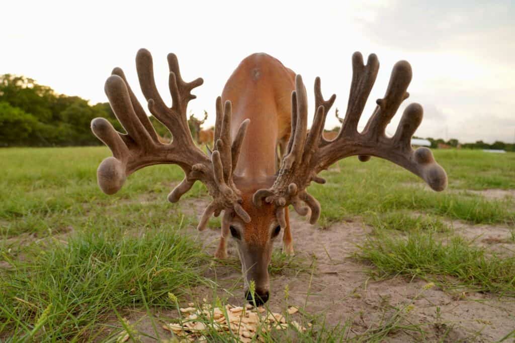 This M3 Whitetails buck is growing out nicely at our Texas whitetail deer farm. M3 Whitetails are Texas deer breeders that specialize in raising and selling whitetail Breeder Bucks, whitetail DMP Bucks, whitetail Stocker Bucks, as well as open and bred whitetail does. Big Texas Typicals are what buyers want when buying Texas DMP Bucks, Stocker Bucks, and Breeder Bucks. Our whitetail deer for sale are sure to impress prospective buyers and are priced competitively.