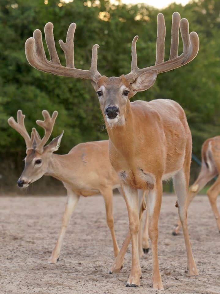 These M3 Whitetails bucks are growing out nicely at our Texas whitetail deer farm. M3 Whitetails are Texas deer breeders that specialize in raising and selling whitetail Breeder Bucks, whitetail DMP Bucks, whitetail Stocker Bucks, as well as open and bred whitetail does. Big Texas Typicals are what buyers want when buying Texas DMP Bucks, Stocker Bucks, and Breeder Bucks. Our whitetail deer for sale are sure to impress prospective buyers and are priced competitively.
