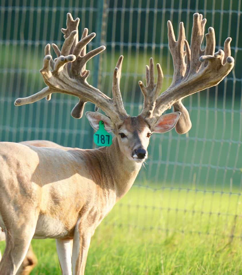 This M3 Whitetails buck is growing out nicely at our Texas whitetail deer farm. M3 Whitetails are Texas deer breeders that specialize in raising and selling whitetail Breeder Bucks, whitetail DMP Bucks, whitetail Stocker Bucks, as well as open and bred whitetail does. Big Texas Typicals are what buyers want when buying Texas DMP Bucks, Stocker Bucks, and Breeder Bucks. Our whitetail deer for sale are sure to impress prospective buyers and are priced competitively.