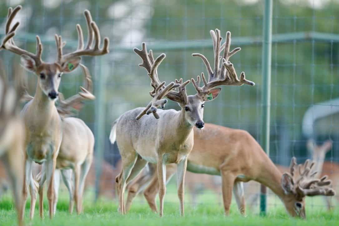 These M3 Whitetails bucks are growing out nicely at our Texas whitetail deer farm. M3 Whitetails are Texas deer breeders that specialize in raising and selling whitetail Breeder Bucks, whitetail DMP Bucks, whitetail Stocker Bucks, as well as open and bred whitetail does. Big Texas Typicals are what buyers want when buying Texas DMP Bucks, Stocker Bucks, and Breeder Bucks. Our whitetail deer for sale are sure to impress prospective buyers and are priced competitively.