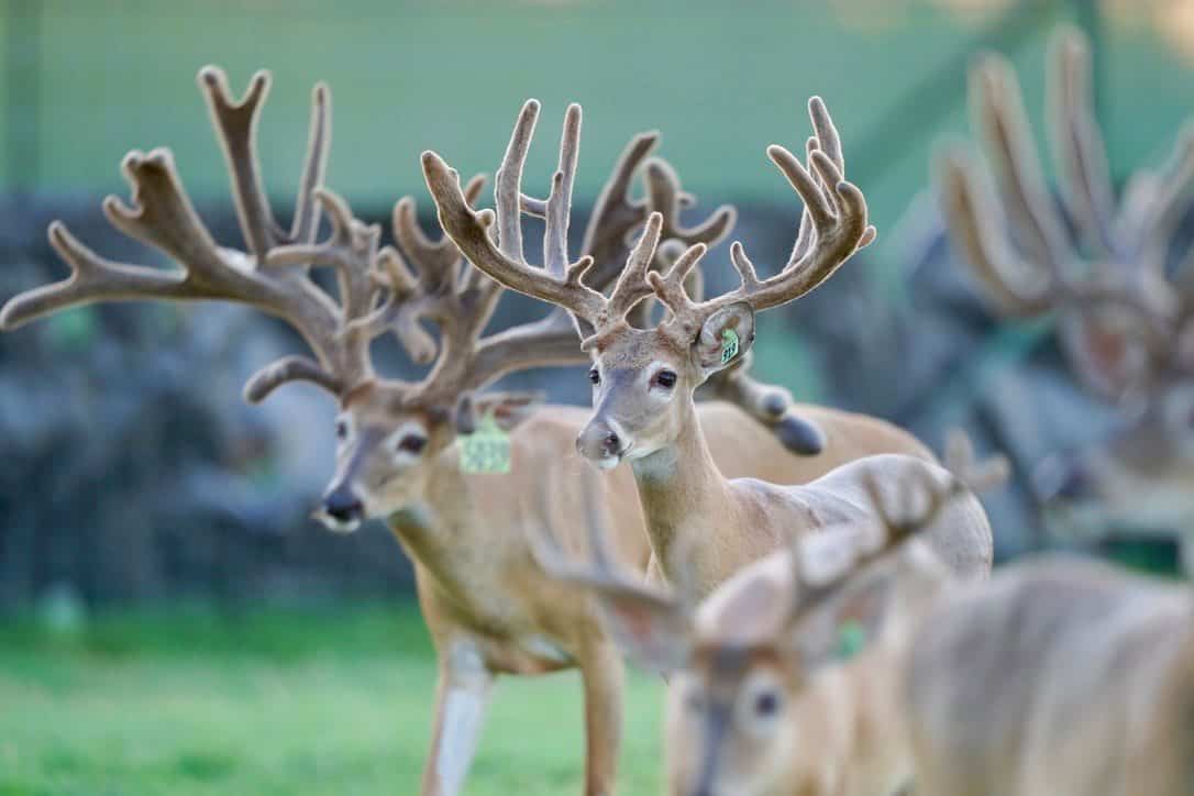 These M3 Whitetails bucks are growing out nicely at our Texas whitetail deer farm. M3 Whitetails are Texas deer breeders that specialize in raising and selling whitetail Breeder Bucks, whitetail DMP Bucks, whitetail Stocker Bucks, as well as open and bred whitetail does. Big Texas Typicals are what buyers want when buying Texas DMP Bucks, Stocker Bucks, and Breeder Bucks. Our whitetail deer for sale are sure to impress prospective buyers and are priced competitively.