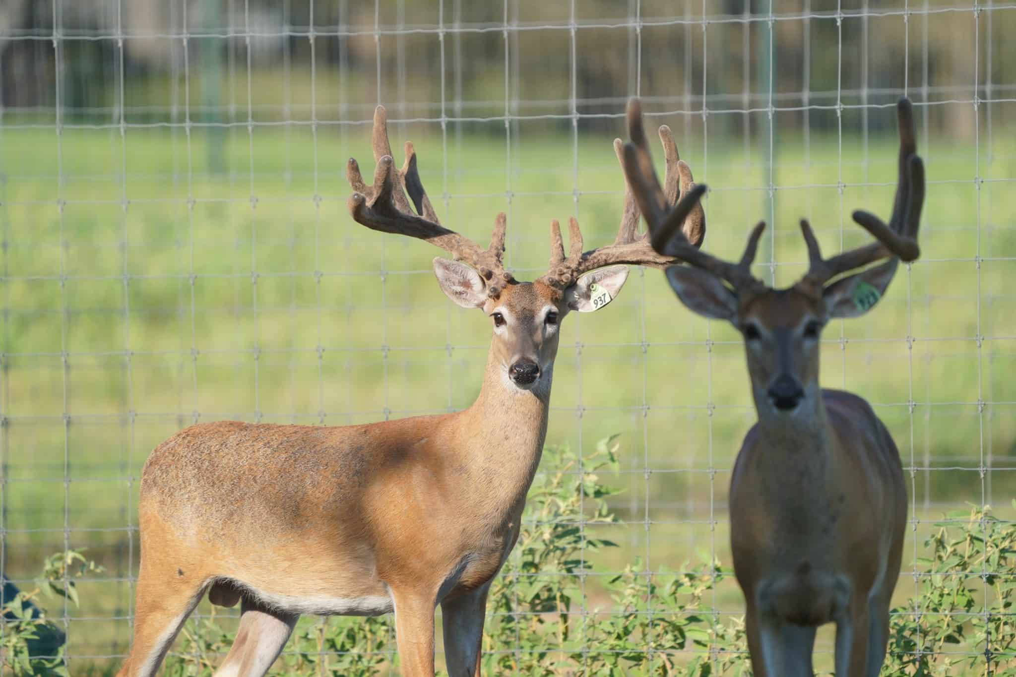 This M3 Whitetails buck is growing out nicely at our Texas whitetail deer farm. M3 Whitetails are Texas deer breeders that specialize in raising and selling whitetail Breeder Bucks, whitetail DMP Bucks, whitetail Stocker Bucks, as well as open and bred whitetail does. Big Texas Typicals are what buyers want when buying Texas DMP Bucks, Stocker Bucks, and Breeder Bucks. Our whitetail deer for sale are sure to impress prospective buyers and are priced competitively.
