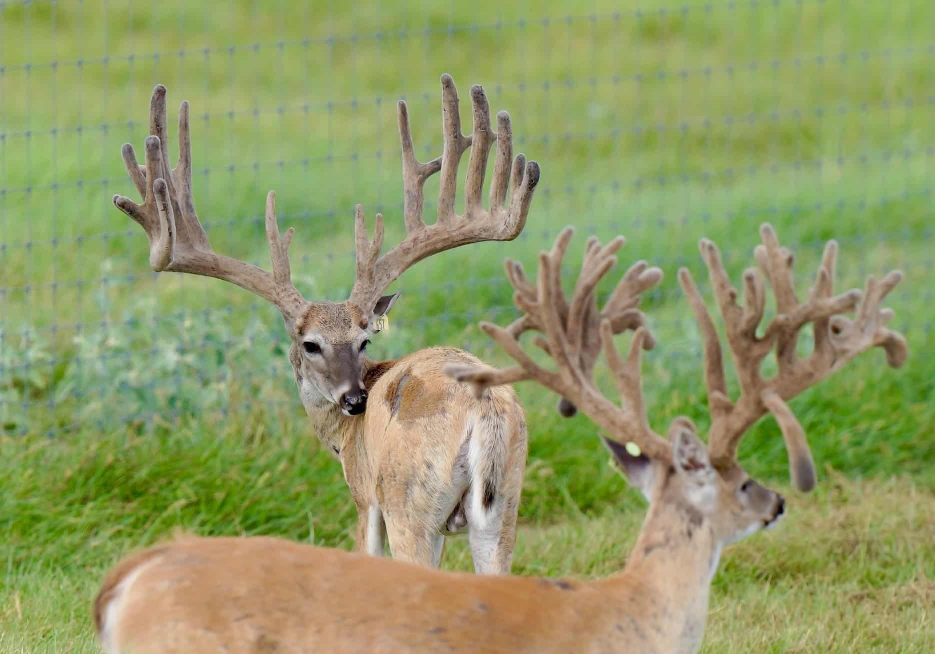 These M3 Whitetails bucks are growing out nicely at our Texas whitetail deer farm. M3 Whitetails are Texas deer breeders that specialize in raising and selling whitetail Breeder Bucks, whitetail DMP Bucks, whitetail Stocker Bucks, as well as open and bred whitetail does. Big Texas Typicals are what buyers want when buying Texas DMP Bucks, Stocker Bucks, and Breeder Bucks. Our whitetail deer for sale are sure to impress prospective buyers and are priced competitively.