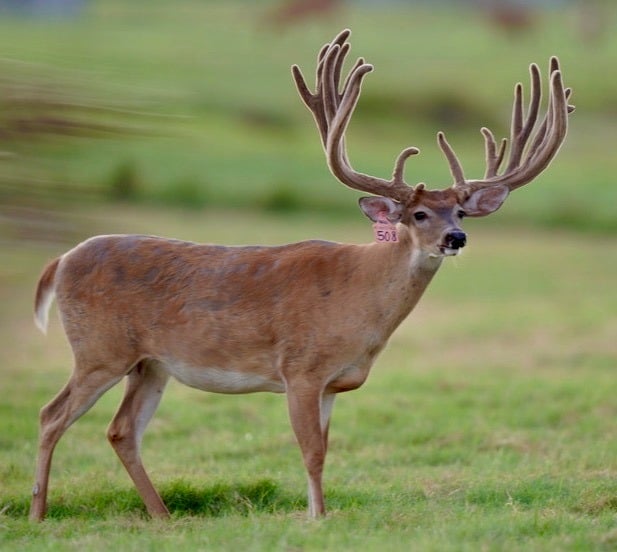 This M3 Whitetails buck is growing out nicely at our Texas whitetail deer farm. M3 Whitetails are Texas deer breeders that specialize in raising and selling whitetail Breeder Bucks, whitetail DMP Bucks, whitetail Stocker Bucks, as well as open and bred whitetail does. Big Texas Typicals are what buyers want when buying Texas DMP Bucks, Stocker Bucks, and Breeder Bucks. Our whitetail deer for sale are sure to impress prospective buyers and are priced competitively.