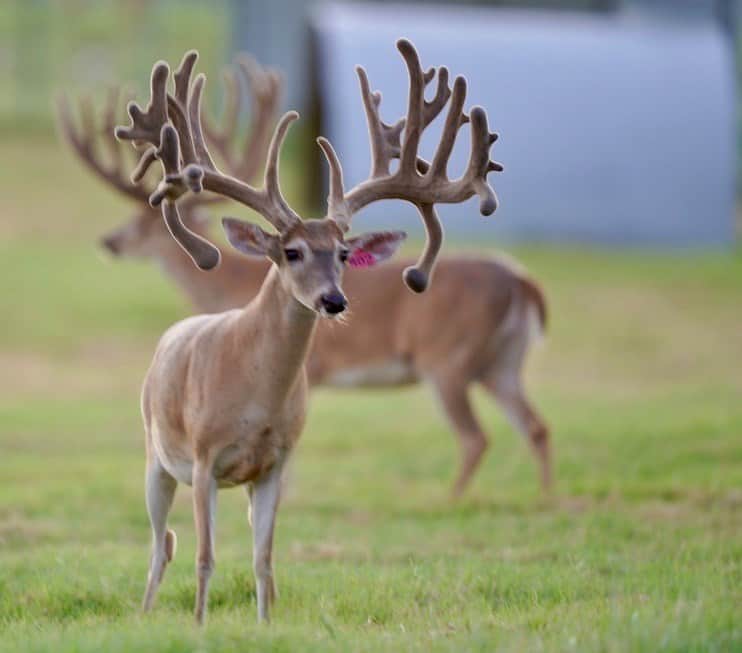 These M3 Whitetails bucks are growing out nicely at our Texas whitetail deer farm. M3 Whitetails are Texas deer breeders that specialize in raising and selling whitetail Breeder Bucks, whitetail DMP Bucks, whitetail Stocker Bucks, as well as open and bred whitetail does. Big Texas Typicals are what buyers want when buying Texas DMP Bucks, Stocker Bucks, and Breeder Bucks. Our whitetail deer for sale are sure to impress prospective buyers and are priced competitively.