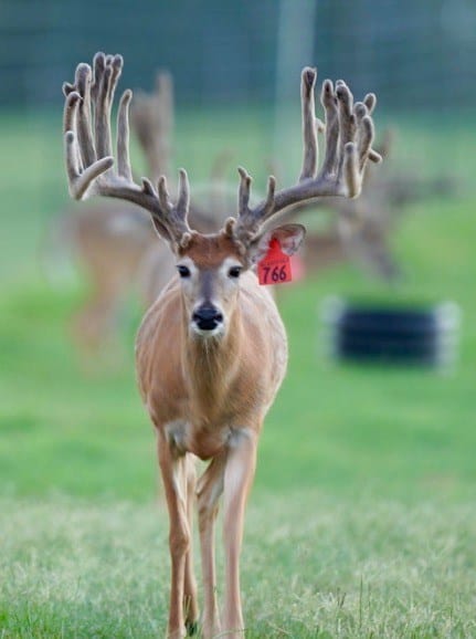 This M3 Whitetails buck is growing out nicely at our Texas whitetail deer farm. M3 Whitetails are Texas deer breeders that specialize in raising and selling whitetail Breeder Bucks, whitetail DMP Bucks, whitetail Stocker Bucks, as well as open and bred whitetail does. Big Texas Typicals are what buyers want when buying Texas DMP Bucks, Stocker Bucks, and Breeder Bucks. Our whitetail deer for sale are sure to impress prospective buyers and are priced competitively.