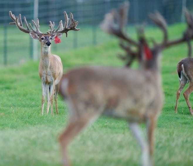 This M3 Whitetails buck is growing out nicely at our Texas whitetail deer farm. M3 Whitetails are Texas deer breeders that specialize in raising and selling whitetail Breeder Bucks, whitetail DMP Bucks, whitetail Stocker Bucks, as well as open and bred whitetail does. Big Texas Typicals are what buyers want when buying Texas DMP Bucks, Stocker Bucks, and Breeder Bucks. Our whitetail deer for sale are sure to impress prospective buyers and are priced competitively.