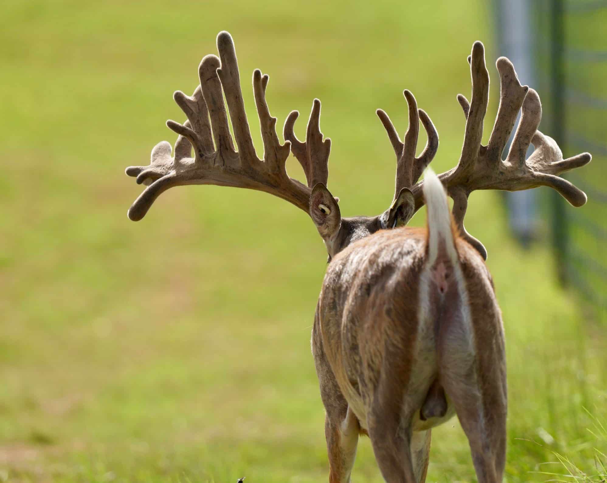 This M3 Whitetails buck is growing out nicely at our Texas whitetail deer farm. M3 Whitetails are Texas deer breeders that specialize in raising and selling whitetail Breeder Bucks, whitetail DMP Bucks, whitetail Stocker Bucks, as well as open and bred whitetail does. Big Texas Typicals are what buyers want when buying Texas DMP Bucks, Stocker Bucks, and Breeder Bucks. Our whitetail deer for sale are sure to impress prospective buyers and are priced competitively.