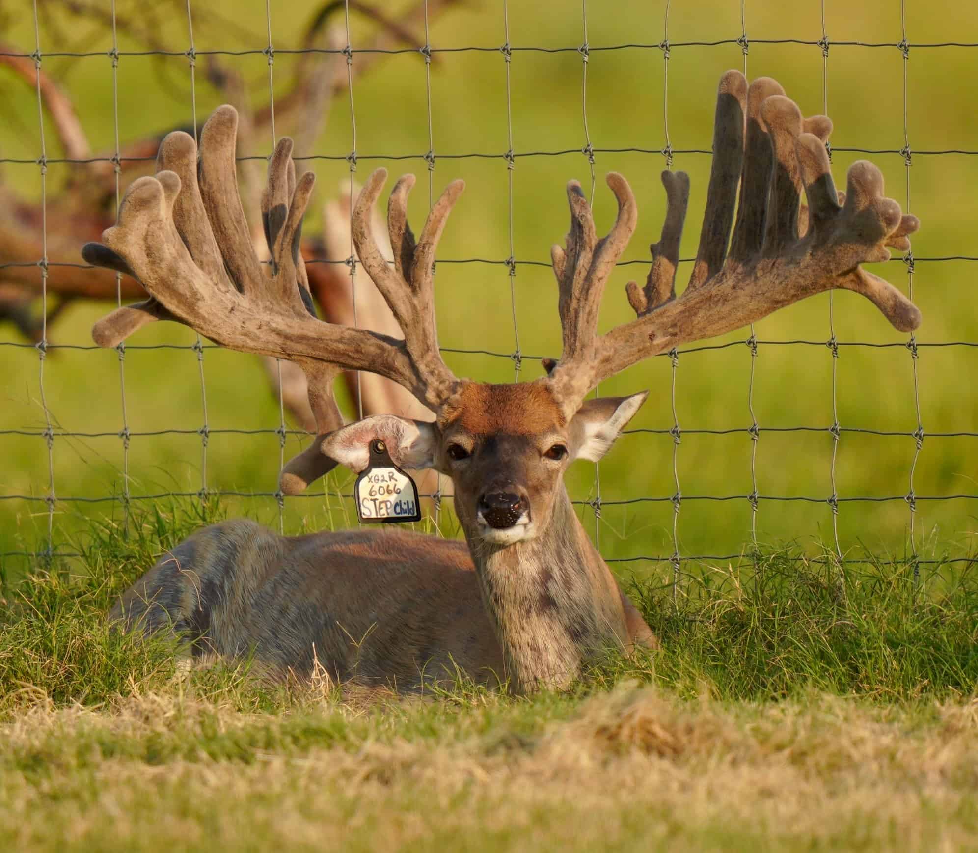 This M3 Whitetails buck is growing out nicely at our Texas whitetail deer farm. M3 Whitetails are Texas deer breeders that specialize in raising and selling whitetail Breeder Bucks, whitetail DMP Bucks, whitetail Stocker Bucks, as well as open and bred whitetail does. Big Texas Typicals are what buyers want when buying Texas DMP Bucks, Stocker Bucks, and Breeder Bucks. Our whitetail deer for sale are sure to impress prospective buyers and are priced competitively.