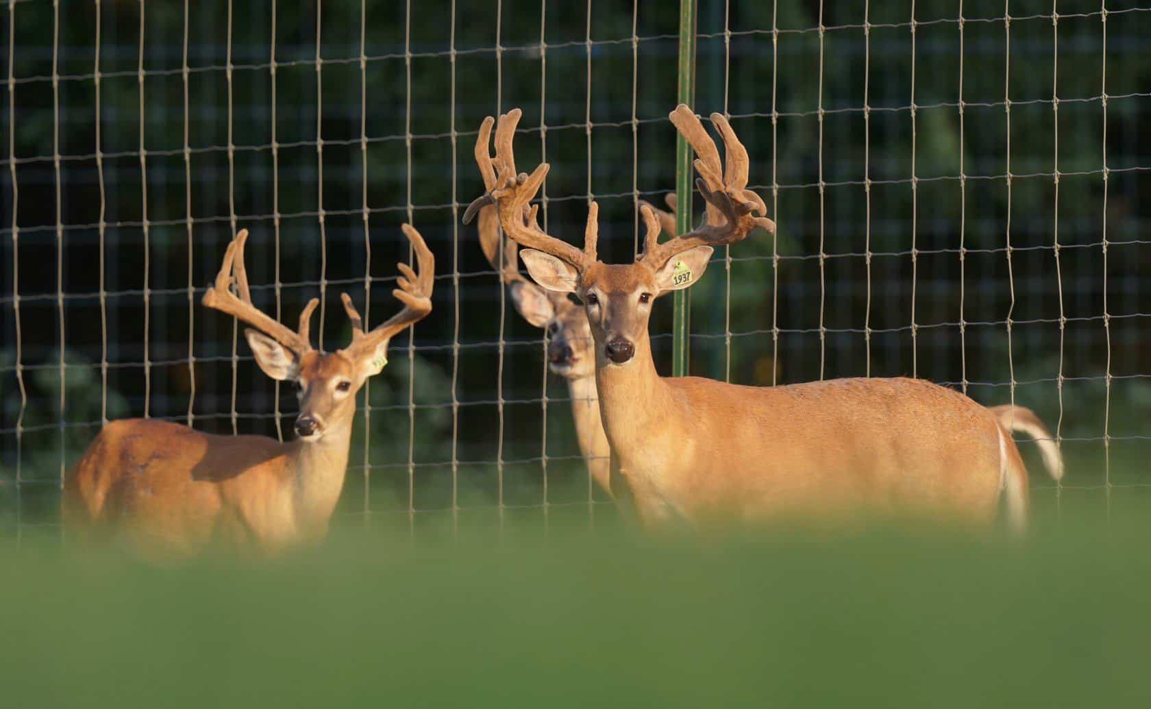 These M3 Whitetails bucks are growing out nicely at our Texas whitetail deer farm. M3 Whitetails are Texas deer breeders that specialize in raising and selling whitetail Breeder Bucks, whitetail DMP Bucks, whitetail Stocker Bucks, as well as open and bred whitetail does. Big Texas Typicals are what buyers want when buying Texas DMP Bucks, Stocker Bucks, and Breeder Bucks. Our whitetail deer for sale are sure to impress prospective buyers and are priced competitively.