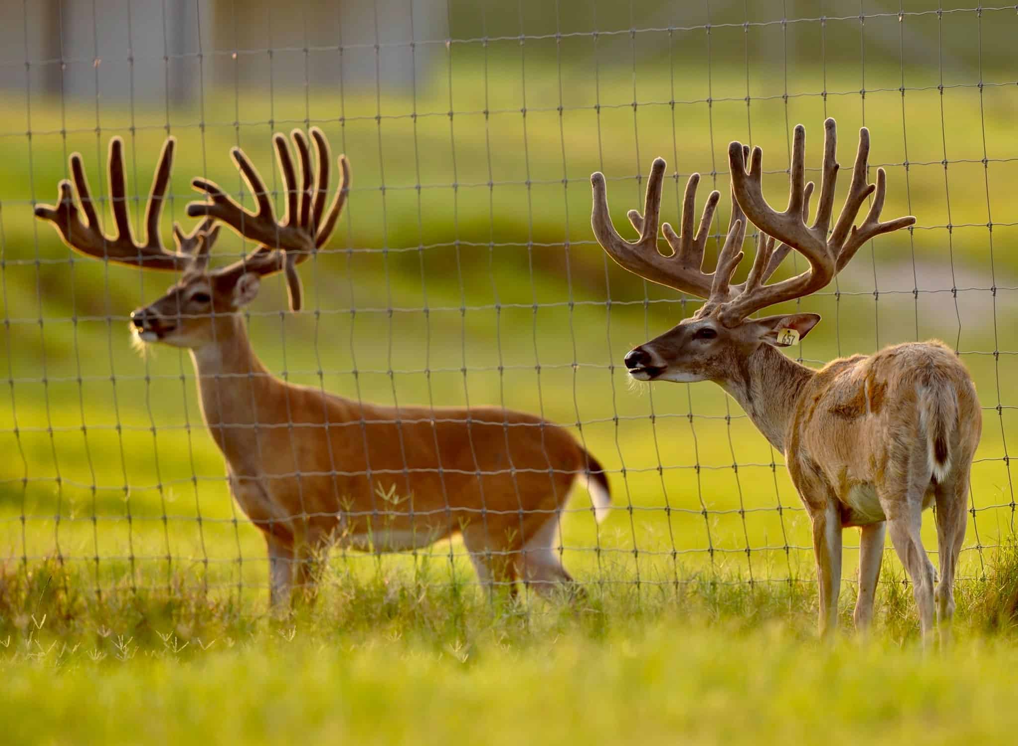 These M3 Whitetails bucks are growing out nicely at our Texas whitetail deer farm. M3 Whitetails are Texas deer breeders that specialize in raising and selling whitetail Breeder Bucks, whitetail DMP Bucks, whitetail Stocker Bucks, as well as open and bred whitetail does. Big Texas Typicals are what buyers want when buying Texas DMP Bucks, Stocker Bucks, and Breeder Bucks. Our whitetail deer for sale are sure to impress prospective buyers and are priced competitively.
