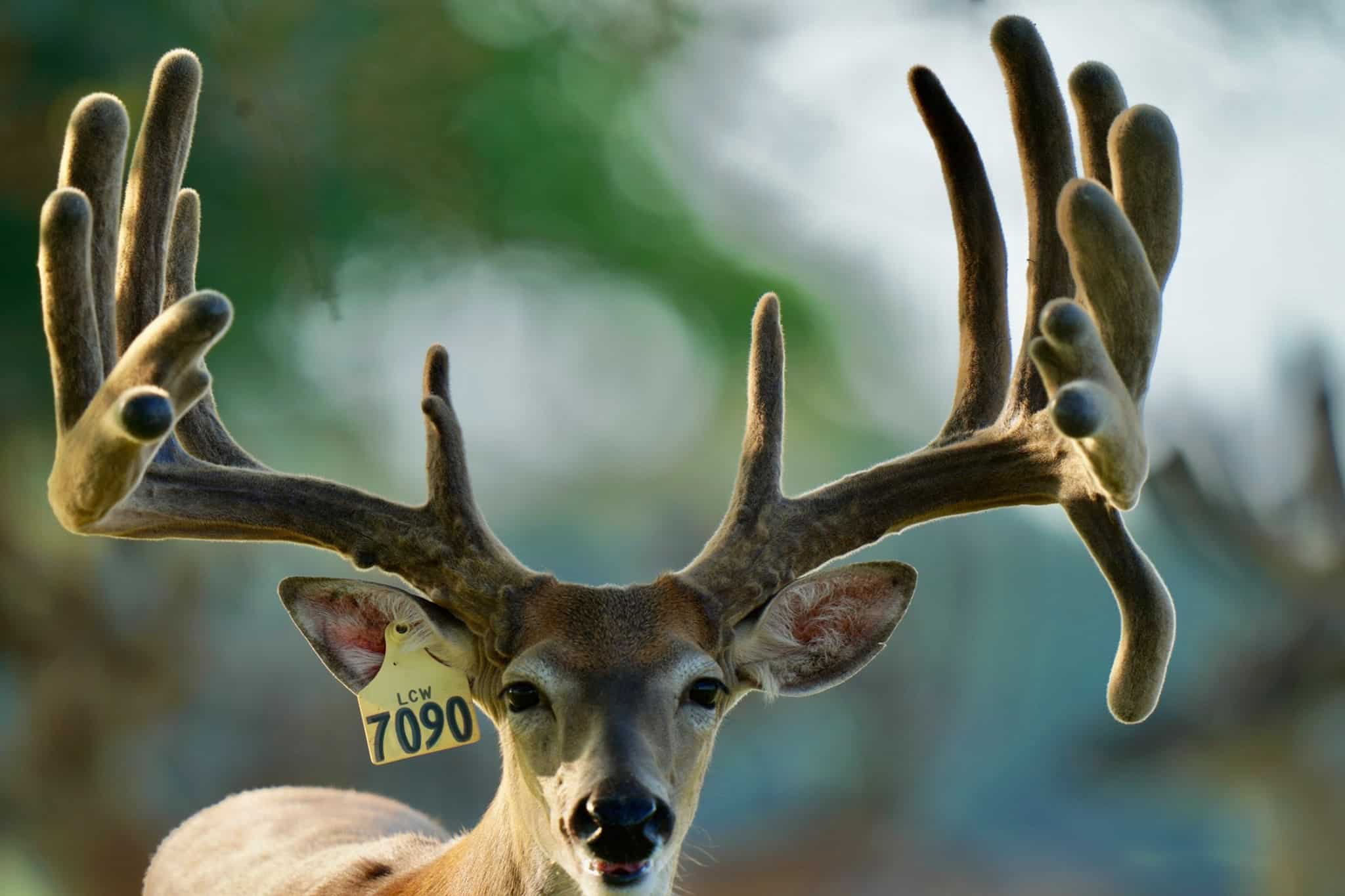 This M3 Whitetails buck is growing out nicely at our Texas whitetail deer farm. M3 Whitetails are Texas deer breeders that specialize in raising and selling whitetail Breeder Bucks, whitetail DMP Bucks, whitetail Stocker Bucks, as well as open and bred whitetail does. Big Texas Typicals are what buyers want when buying Texas DMP Bucks, Stocker Bucks, and Breeder Bucks. Our whitetail deer for sale are sure to impress prospective buyers and are priced competitively.