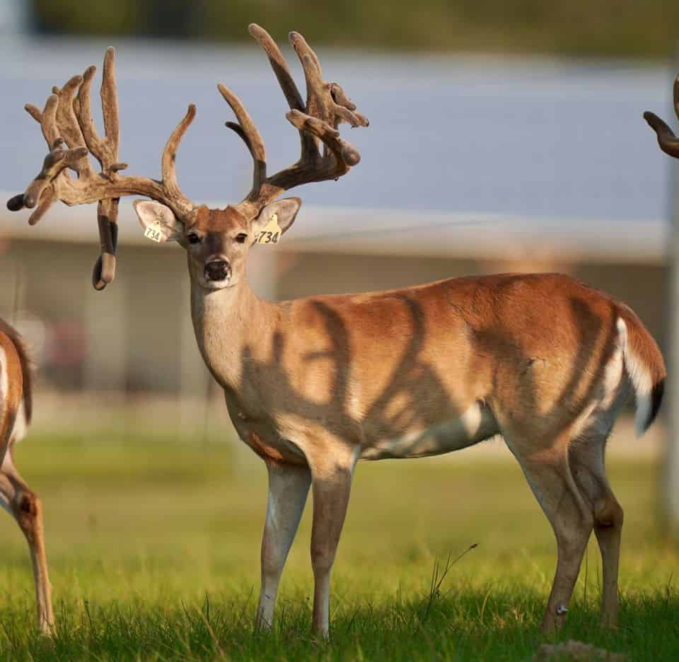 This M3 Whitetails buck is growing out nicely at our Texas whitetail deer farm. M3 Whitetails are Texas deer breeders that specialize in raising and selling whitetail Breeder Bucks, whitetail DMP Bucks, whitetail Stocker Bucks, as well as open and bred whitetail does. Big Texas Typicals are what buyers want when buying Texas DMP Bucks, Stocker Bucks, and Breeder Bucks. Our whitetail deer for sale are sure to impress prospective buyers and are priced competitively.
