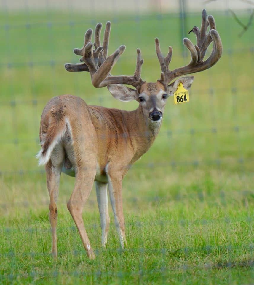 This M3 Whitetails buck is growing out nicely at our Texas whitetail deer farm. M3 Whitetails are Texas deer breeders that specialize in raising and selling whitetail Breeder Bucks, whitetail DMP Bucks, whitetail Stocker Bucks, as well as open and bred whitetail does. Big Texas Typicals are what buyers want when buying Texas DMP Bucks, Stocker Bucks, and Breeder Bucks. Our whitetail deer for sale are sure to impress prospective buyers and are priced competitively.