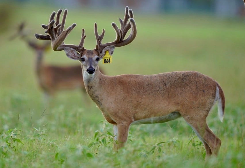 This M3 Whitetails buck is growing out nicely at our Texas whitetail deer farm. M3 Whitetails are Texas deer breeders that specialize in raising and selling whitetail Breeder Bucks, whitetail DMP Bucks, whitetail Stocker Bucks, as well as open and bred whitetail does. Big Texas Typicals are what buyers want when buying Texas DMP Bucks, Stocker Bucks, and Breeder Bucks. Our whitetail deer for sale are sure to impress prospective buyers and are priced competitively.
