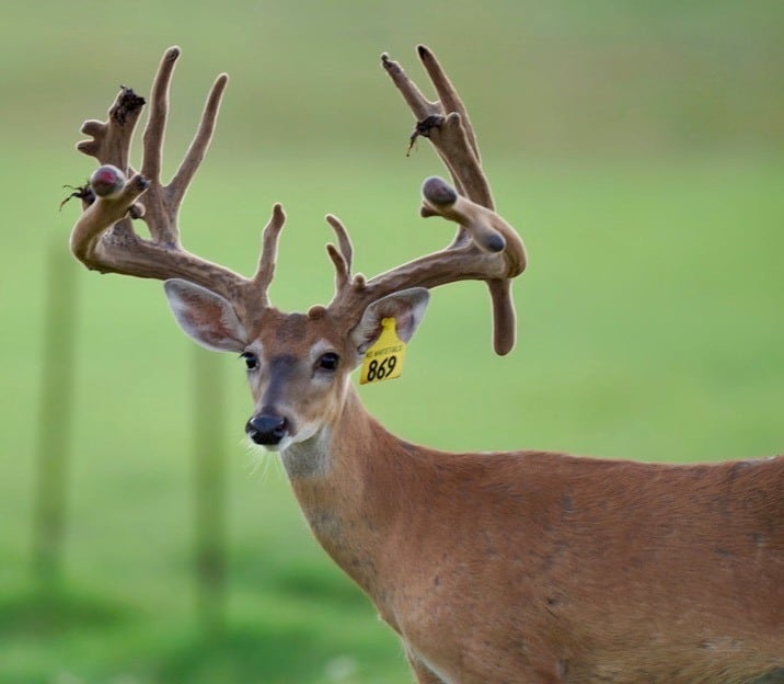 This M3 Whitetails buck is growing out nicely at our Texas whitetail deer farm. M3 Whitetails are Texas deer breeders that specialize in raising and selling whitetail Breeder Bucks, whitetail DMP Bucks, whitetail Stocker Bucks, as well as open and bred whitetail does. Big Texas Typicals are what buyers want when buying Texas DMP Bucks, Stocker Bucks, and Breeder Bucks. Our whitetail deer for sale are sure to impress prospective buyers and are priced competitively.