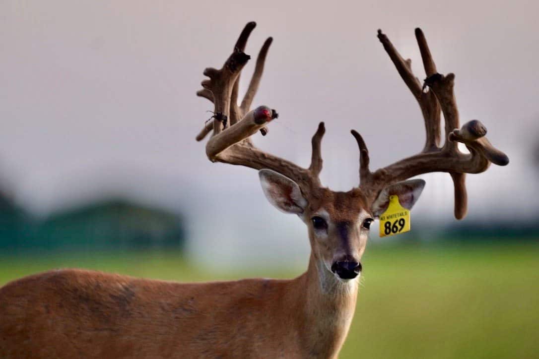 This M3 Whitetails buck is growing out nicely at our Texas whitetail deer farm. M3 Whitetails are Texas deer breeders that specialize in raising and selling whitetail Breeder Bucks, whitetail DMP Bucks, whitetail Stocker Bucks, as well as open and bred whitetail does. Big Texas Typicals are what buyers want when buying Texas DMP Bucks, Stocker Bucks, and Breeder Bucks. Our whitetail deer for sale are sure to impress prospective buyers and are priced competitively.
