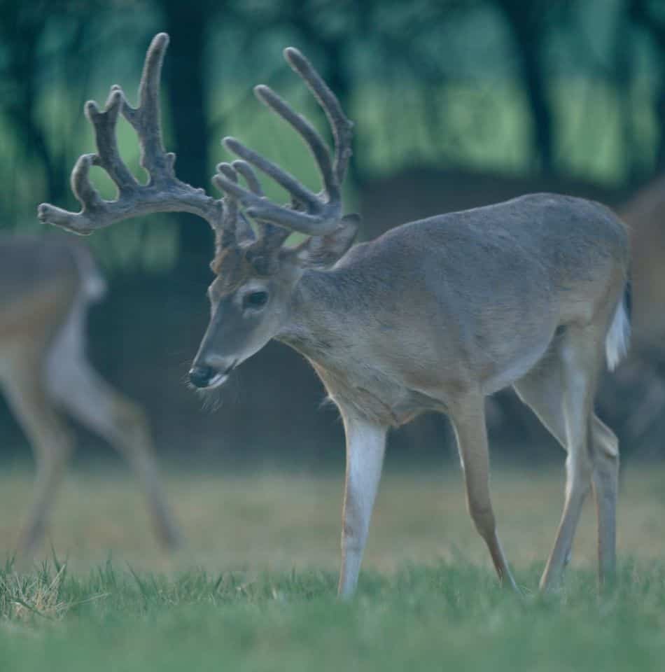 This M3 Whitetails buck is growing out nicely at our Texas whitetail deer farm. M3 Whitetails are Texas deer breeders that specialize in raising and selling whitetail Breeder Bucks, whitetail DMP Bucks, whitetail Stocker Bucks, as well as open and bred whitetail does. Big Texas Typicals are what buyers want when buying Texas DMP Bucks, Stocker Bucks, and Breeder Bucks. Our whitetail deer for sale are sure to impress prospective buyers and are priced competitively.
