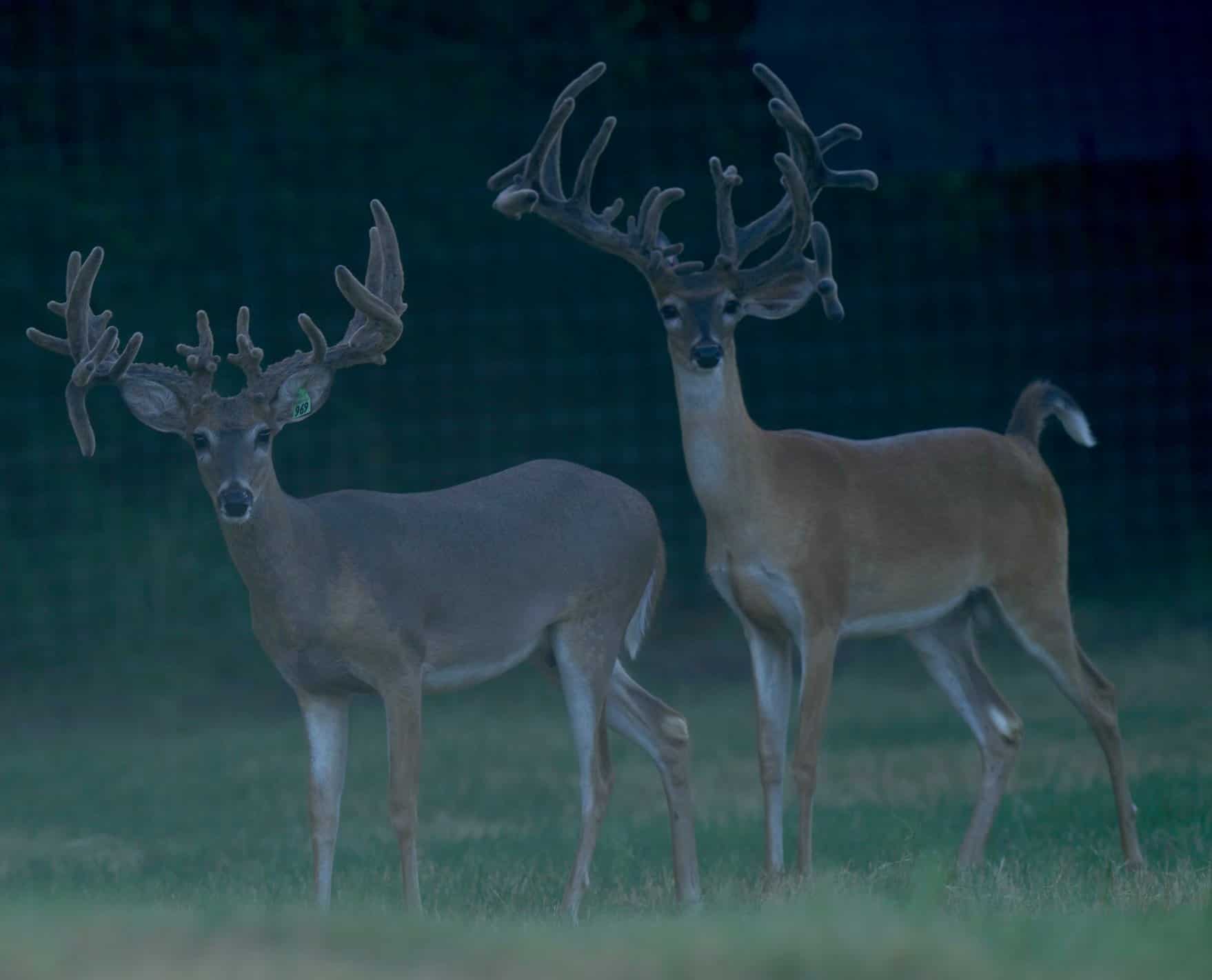 These M3 Whitetails bucks are growing out nicely at our Texas whitetail deer farm. M3 Whitetails are Texas deer breeders that specialize in raising and selling whitetail Breeder Bucks, whitetail DMP Bucks, whitetail Stocker Bucks, as well as open and bred whitetail does. Big Texas Typicals are what buyers want when buying Texas DMP Bucks, Stocker Bucks, and Breeder Bucks. Our whitetail deer for sale are sure to impress prospective buyers and are priced competitively.